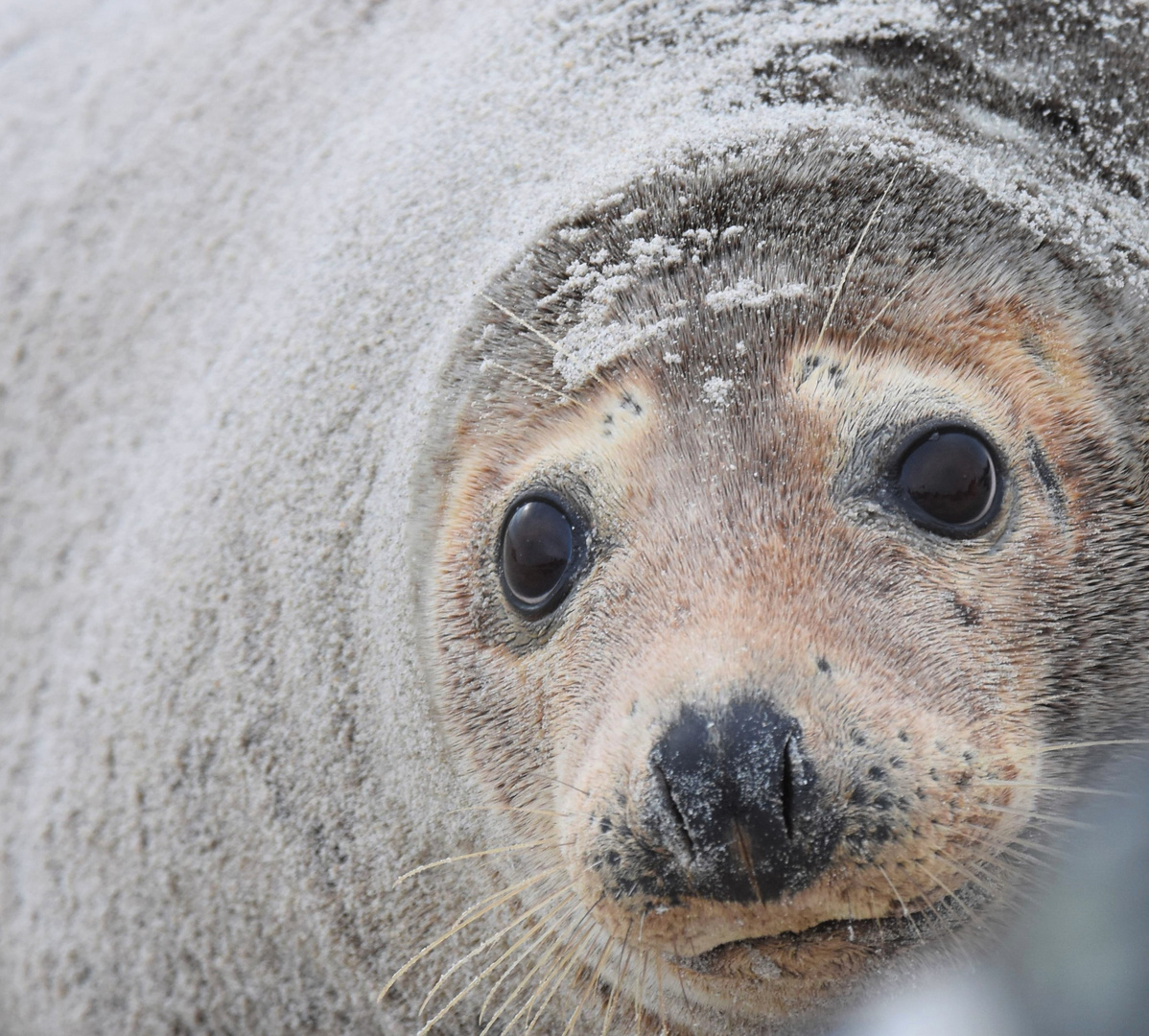 Robbe auf Helgoland