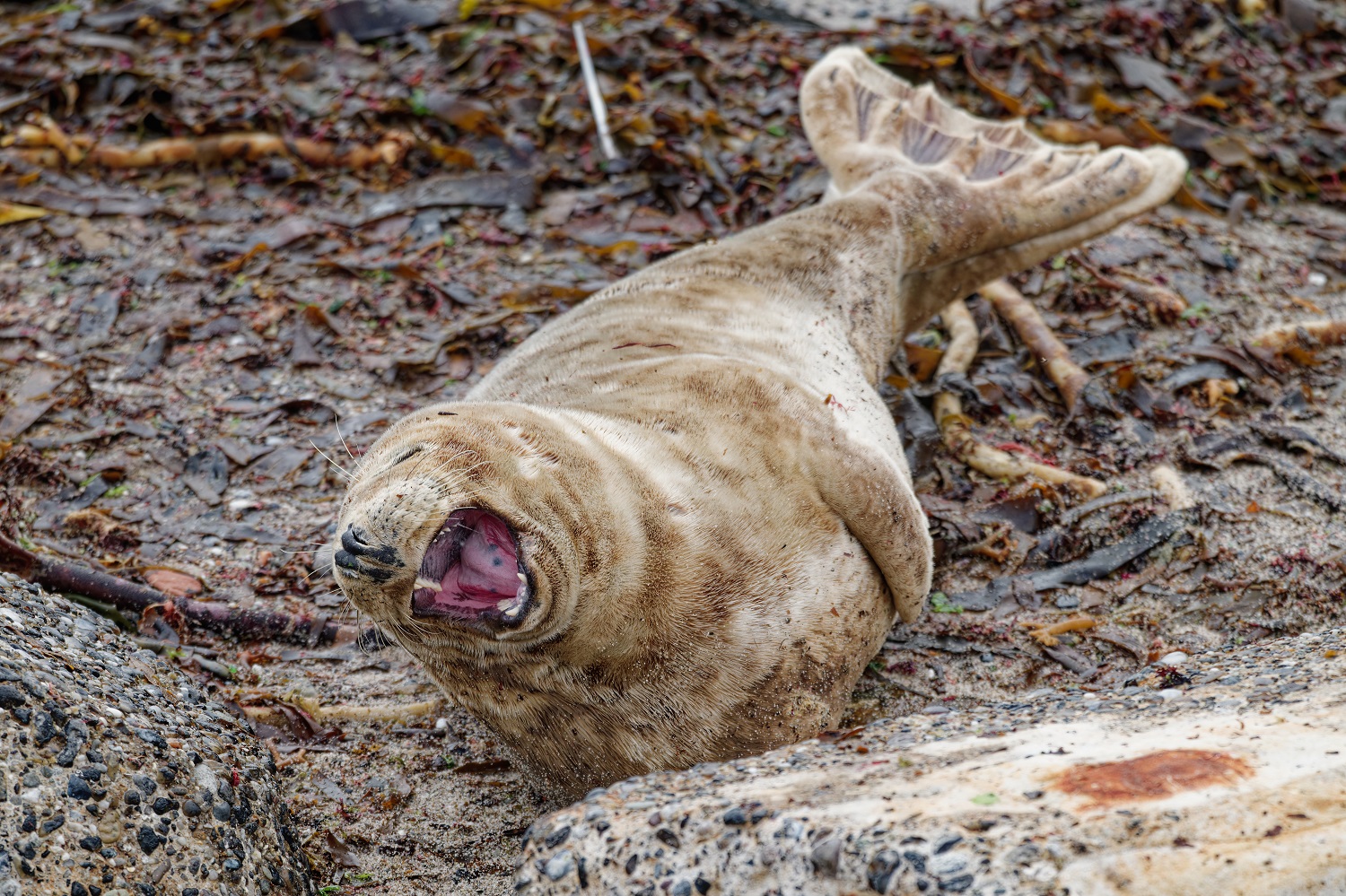 Robbe auf Helgoland