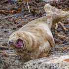 Robbe auf Helgoland