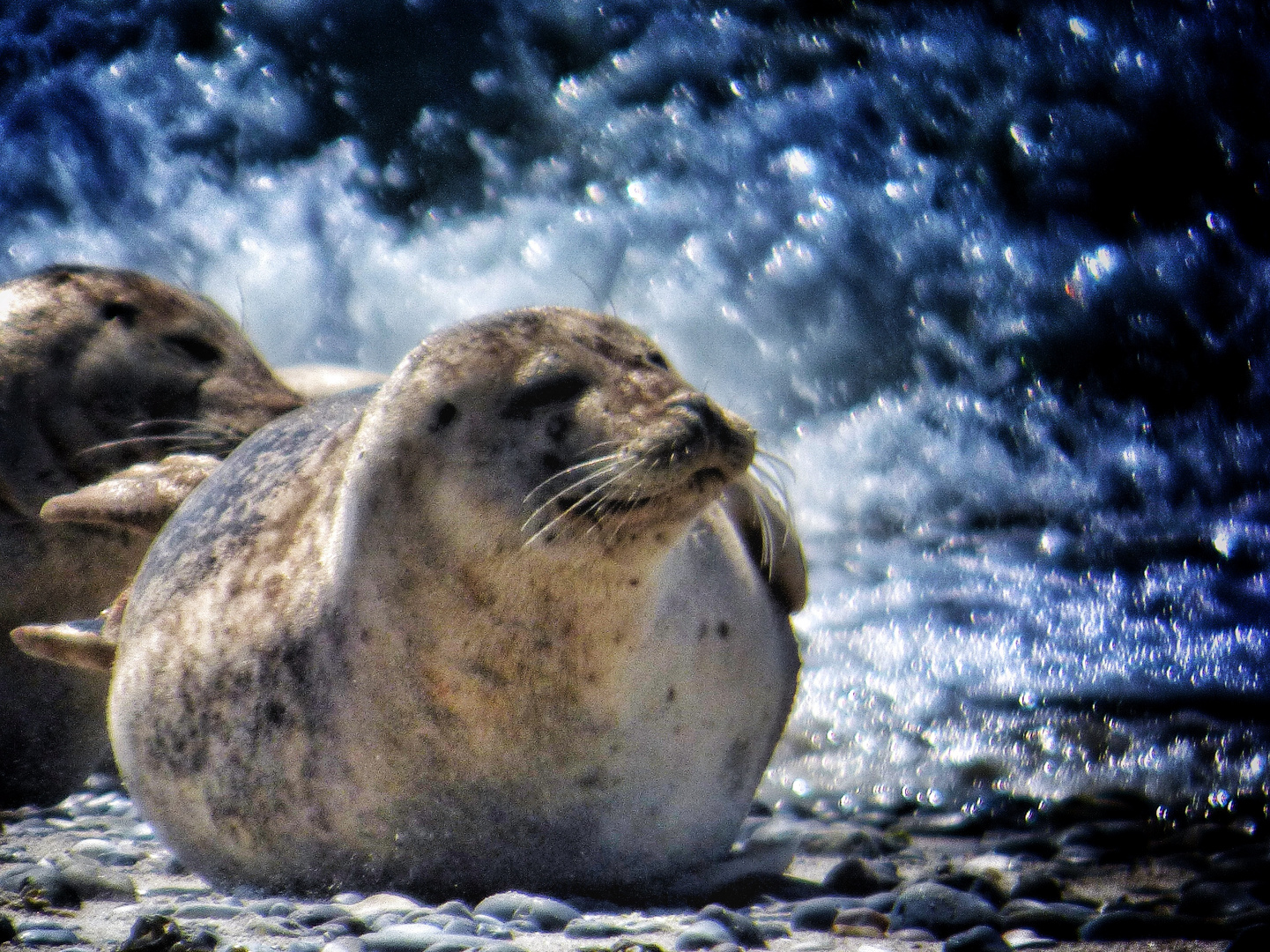 Robbe auf Helgoland