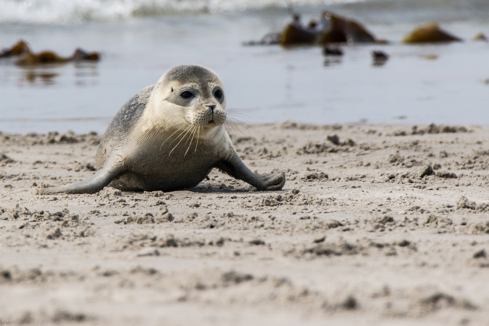 Robbe auf Helgoland