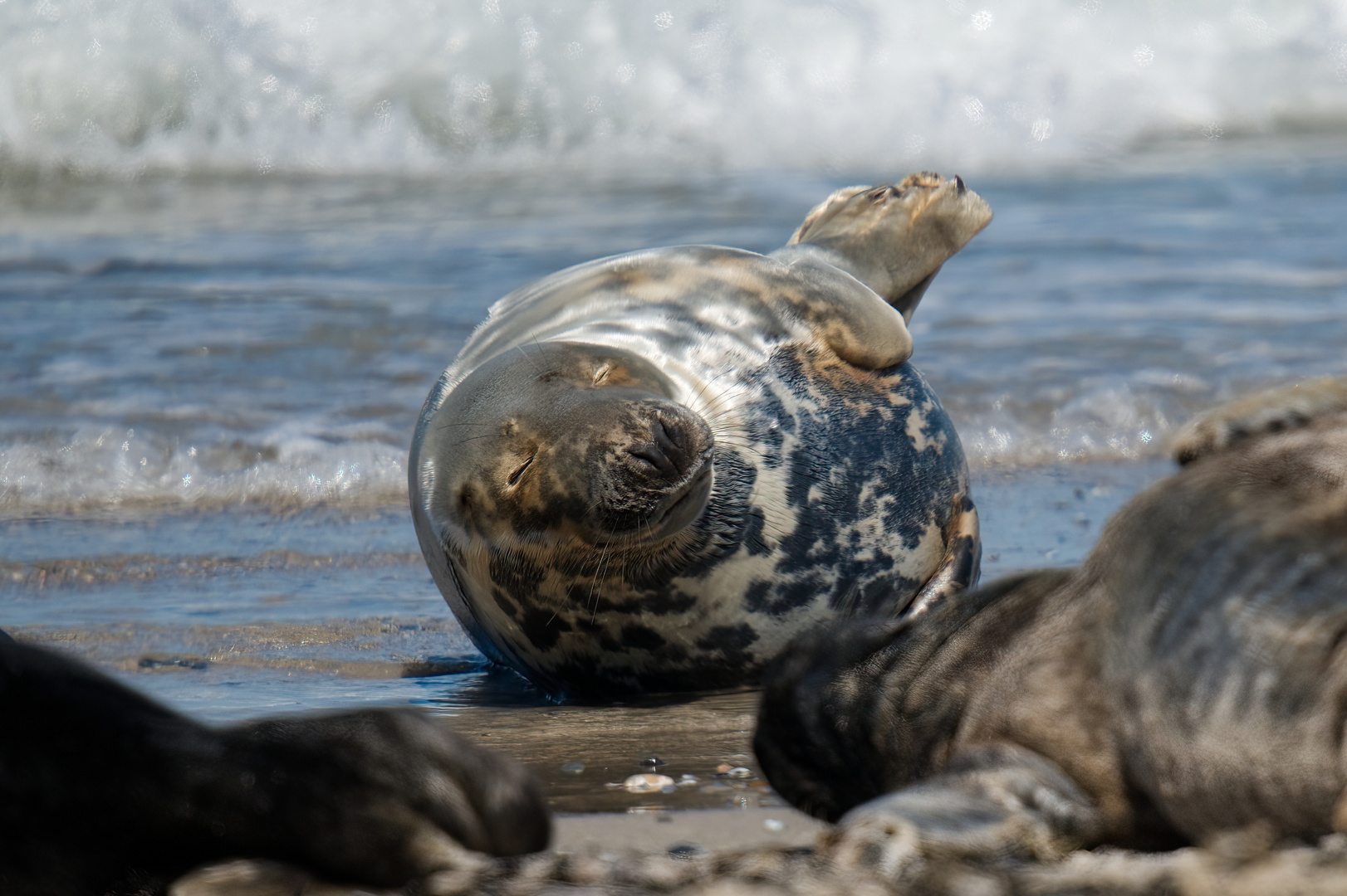 Robbe auf Helgoland Düne