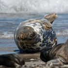 Robbe auf Helgoland Düne