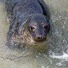 Robbe auf Helgoland: Portrait