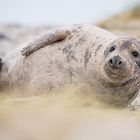 Robbe auf Helgoland während Felix tobte