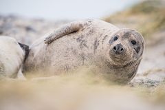 Robbe auf Helgoland während Felix tobte