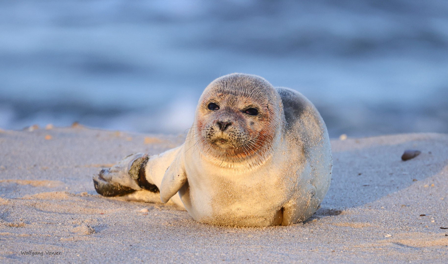 Robbe auf Sylt