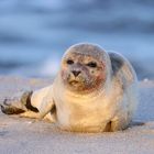 Robbe auf Sylt