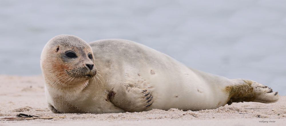 Robbe auf Sylt