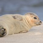 Robbe auf Sylt