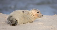 Robbe auf Sylt