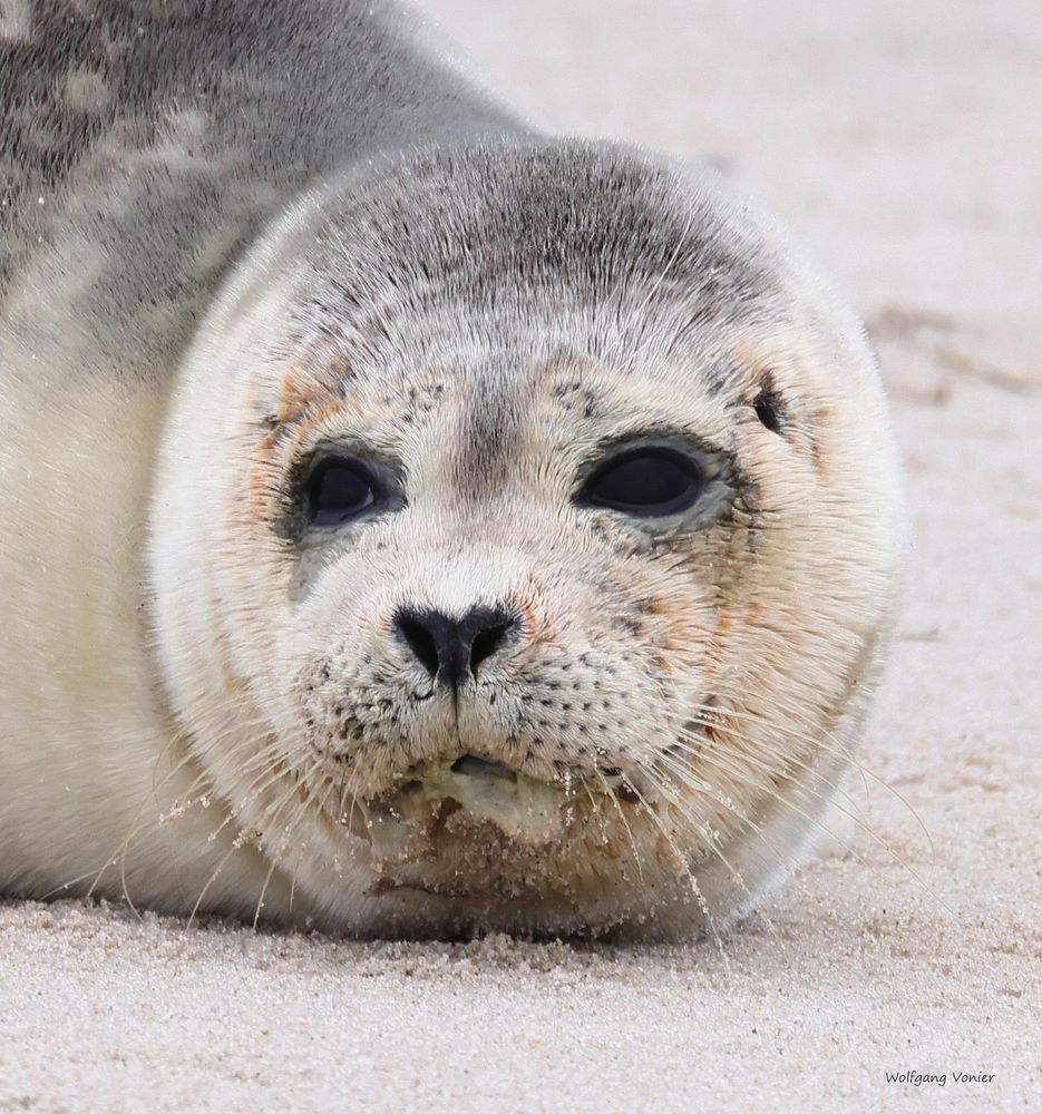 Robbe auf Sylt