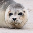 Robbe auf Sylt