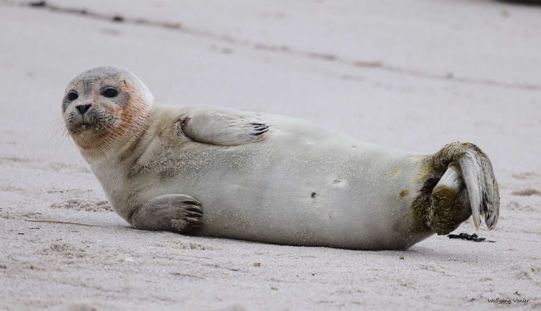 Robbe auf Sylt