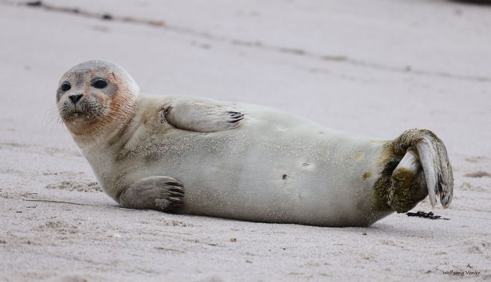 Robbe auf Sylt