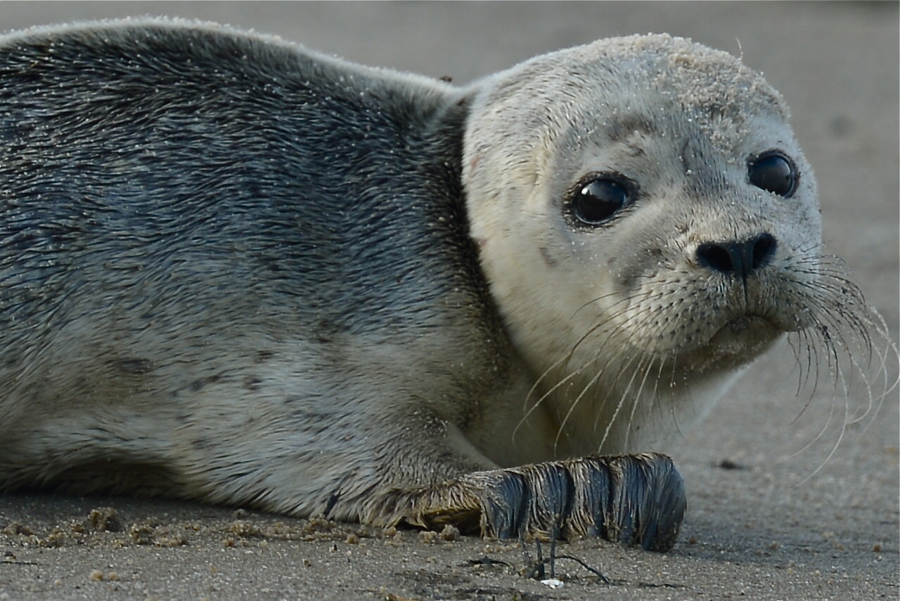 Robbe auf Sylt