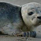 Robbe auf Sylt