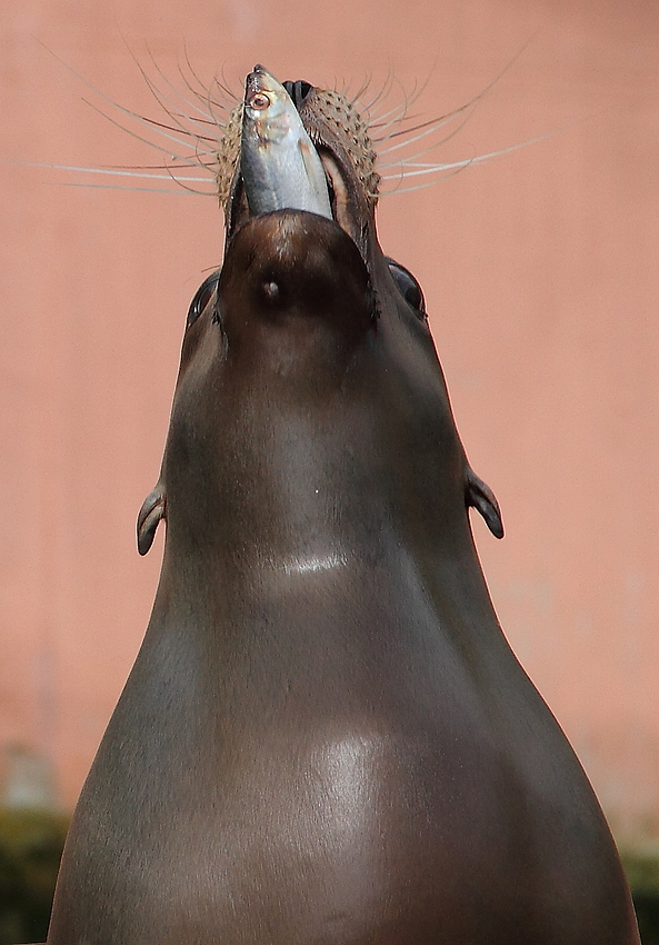 Robbe beim Fischverschlingen