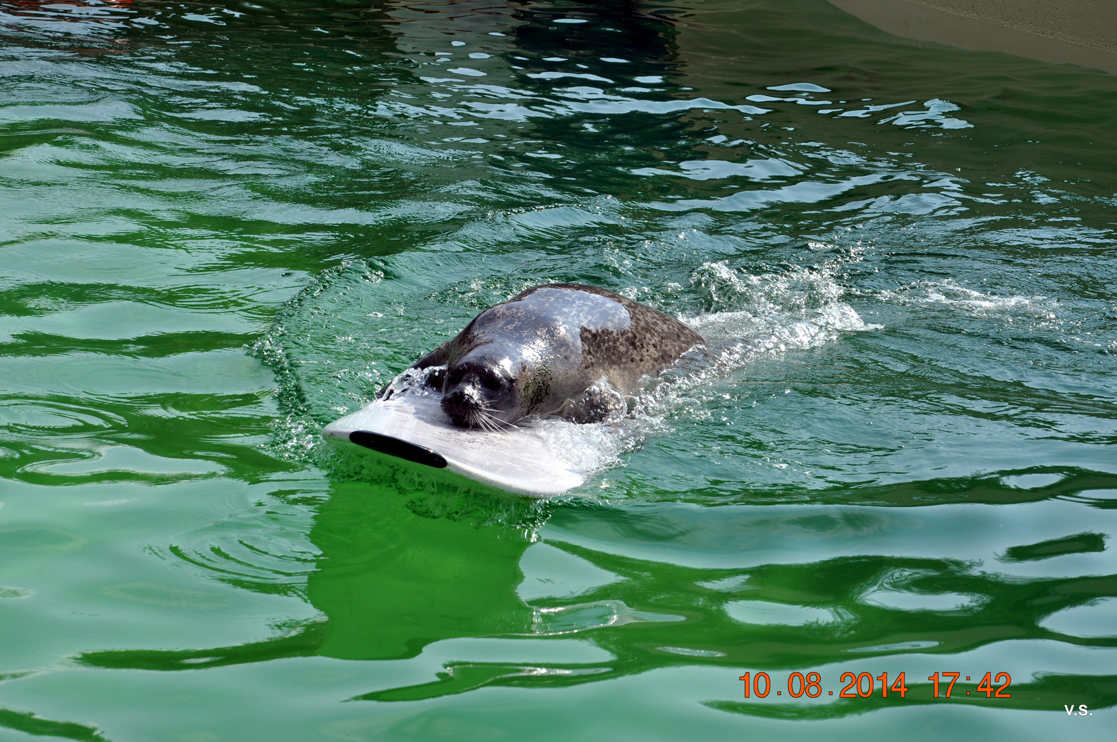 Robbe beim surfen