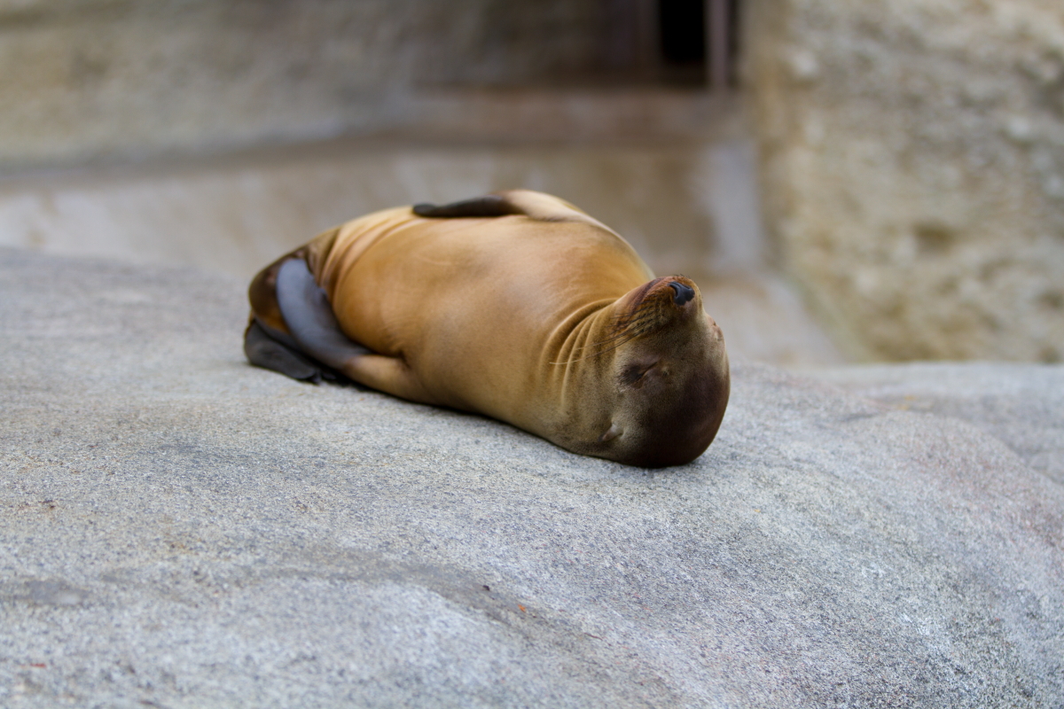 Robbe ganz relaxed Foto & Bild tiere, tierkinder, animals Bilder auf