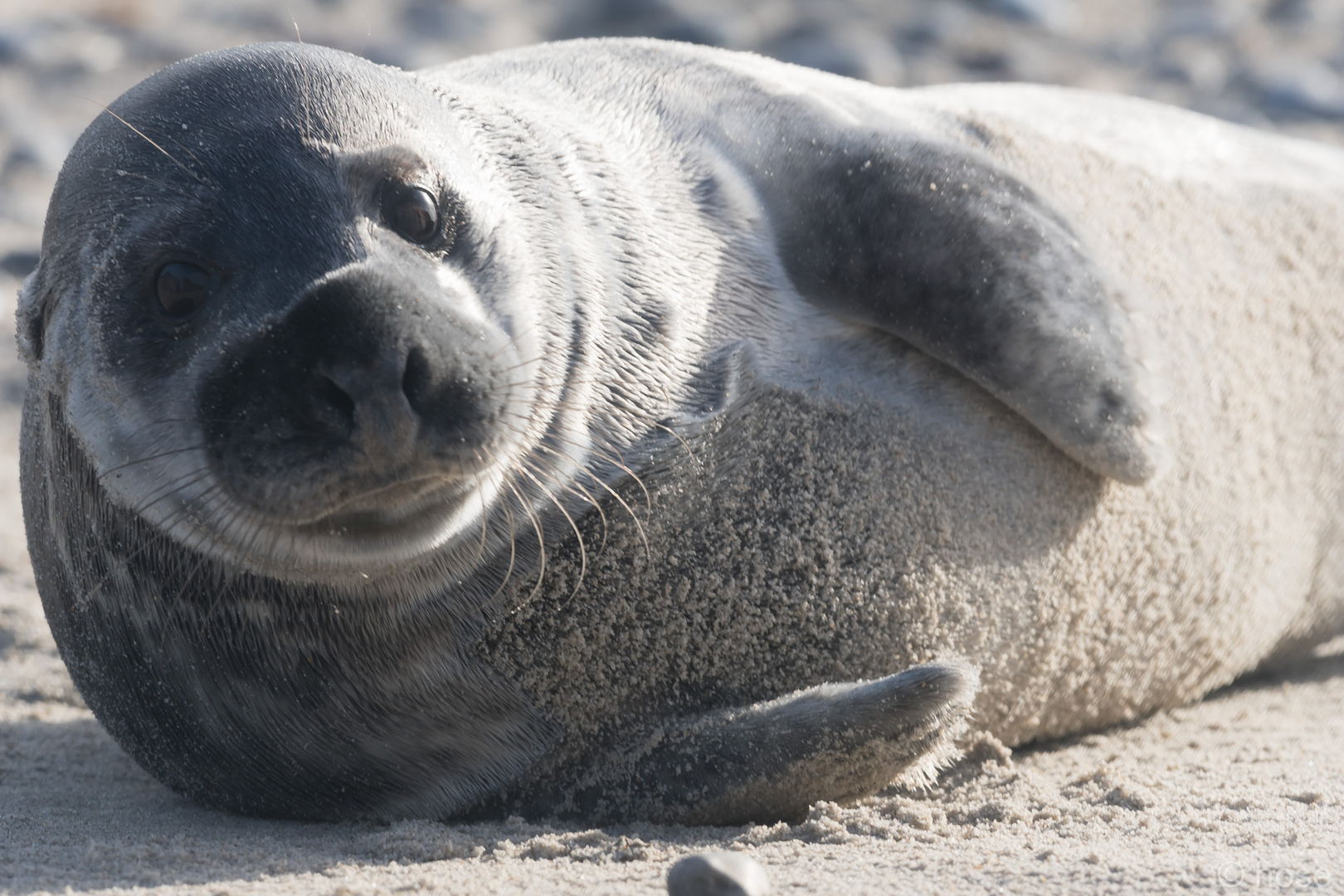 Robbe Helgoland 3