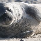 Robbe Helgoland 3