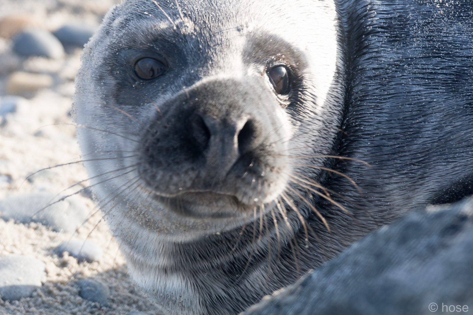 Robbe Helgoland 4