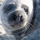 Robbe Helgoland 4