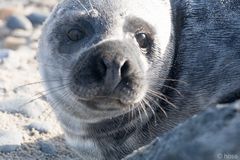 Robbe Helgoland 4