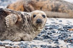 Robbe Helgoland 5