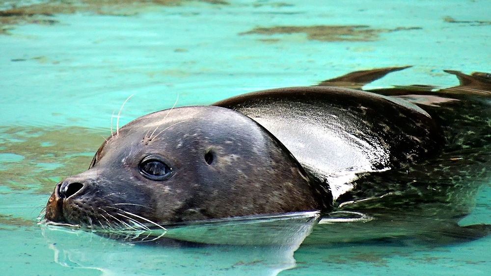 Robbe im Duisburger Zoo