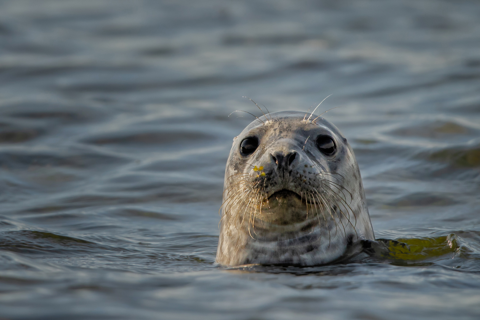 Robbe im Kalmarsund nahe Öland