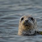 Robbe im Kalmarsund nahe Öland