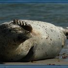 Robbe im Kreis Pinneberg am Strand