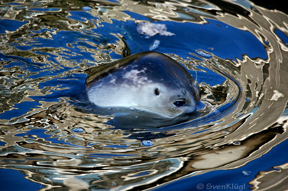 Robbe im Wasser I