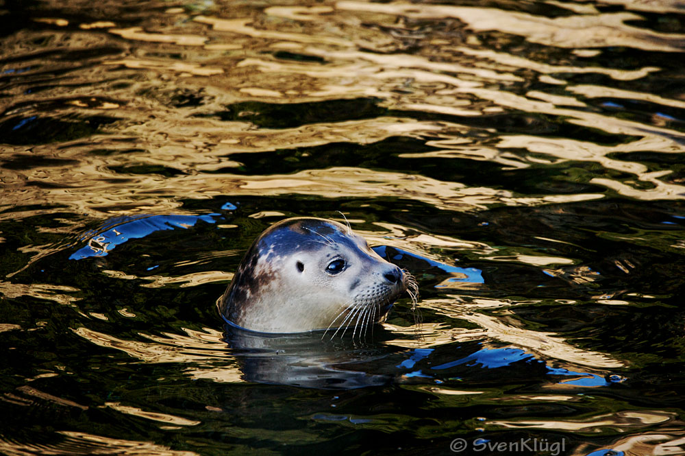 Robbe im Wasser II