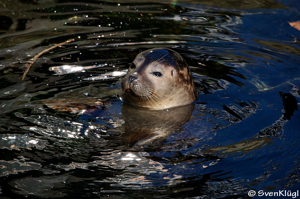 Robbe im Wasser III