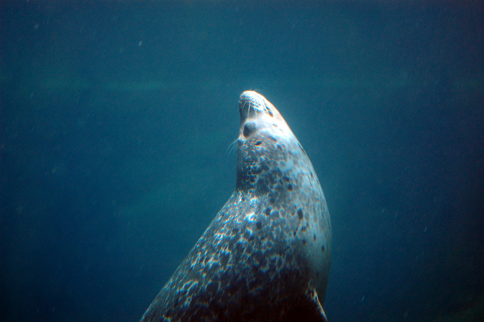 Robbe im "Zoo am Meer" Bremerhaven