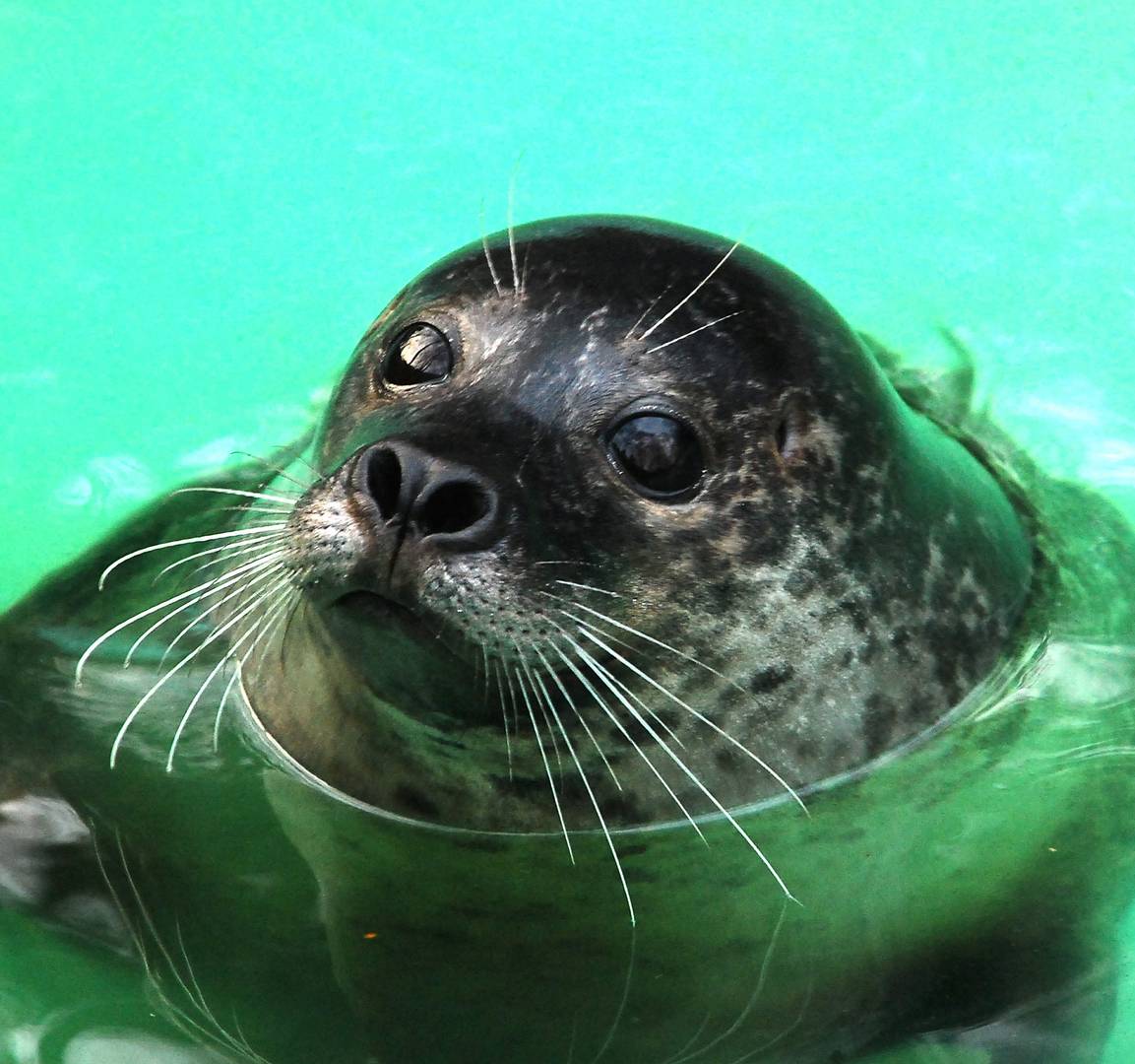 Robbe im ZOO - Duisburg