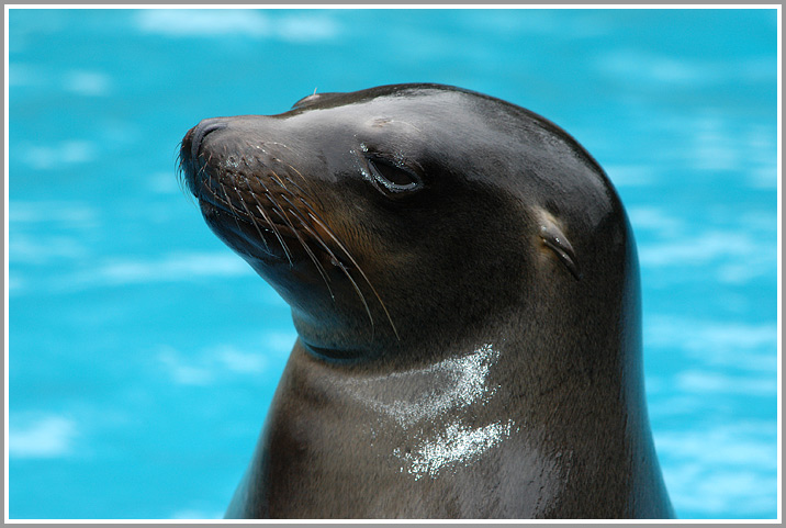 Robbe im Zoo Duisburg