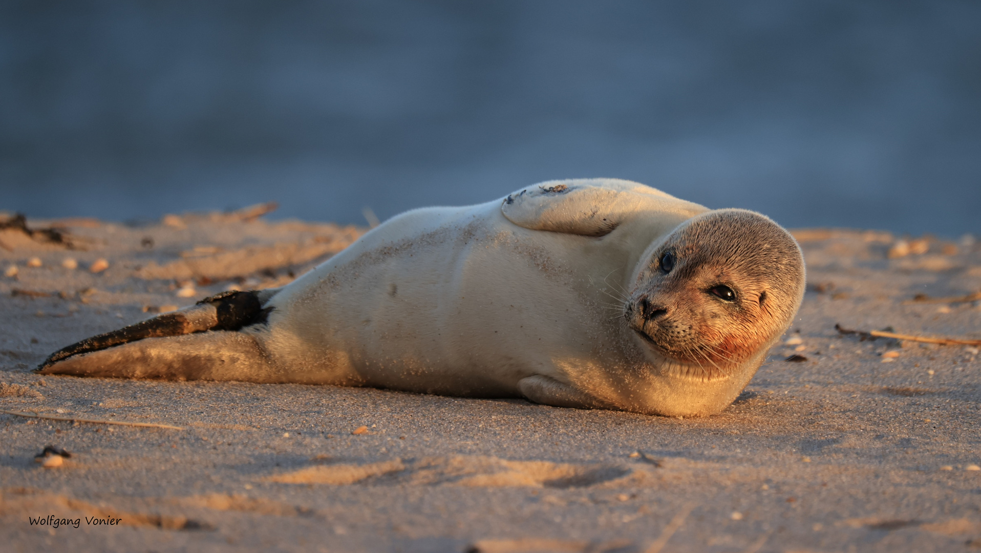 Robbe in der Abendsonne auf Sylt