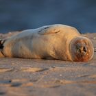 Robbe in der Abendsonne auf Sylt