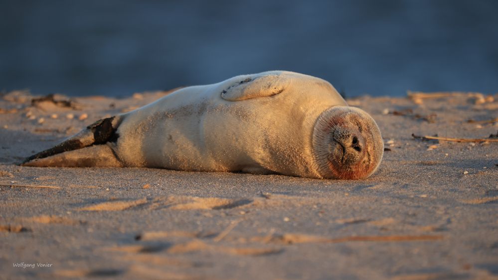 Robbe in der Abendsonne auf Sylt