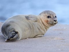 Robbe in der Abendsonne auf Sylt