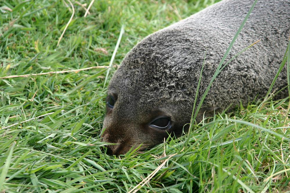 Robbe in Neuseeland