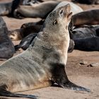 Robbe in Pose  Cape Cross