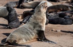 Robbe in Pose  Cape Cross