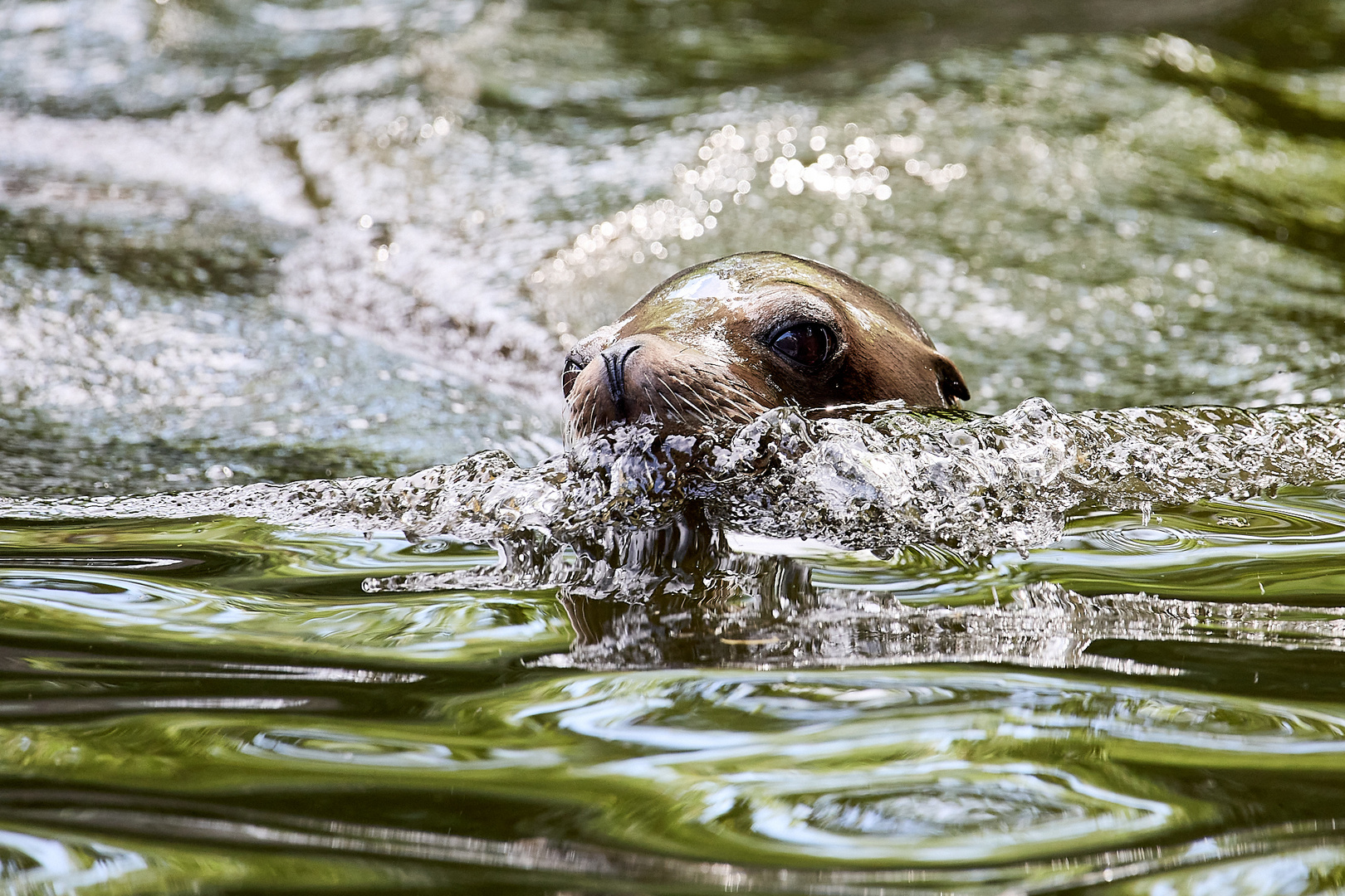 Robbe mit Bugwelle - Zoo Krefeld