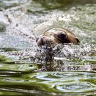 Robbe mit Bugwelle - Zoo Krefeld