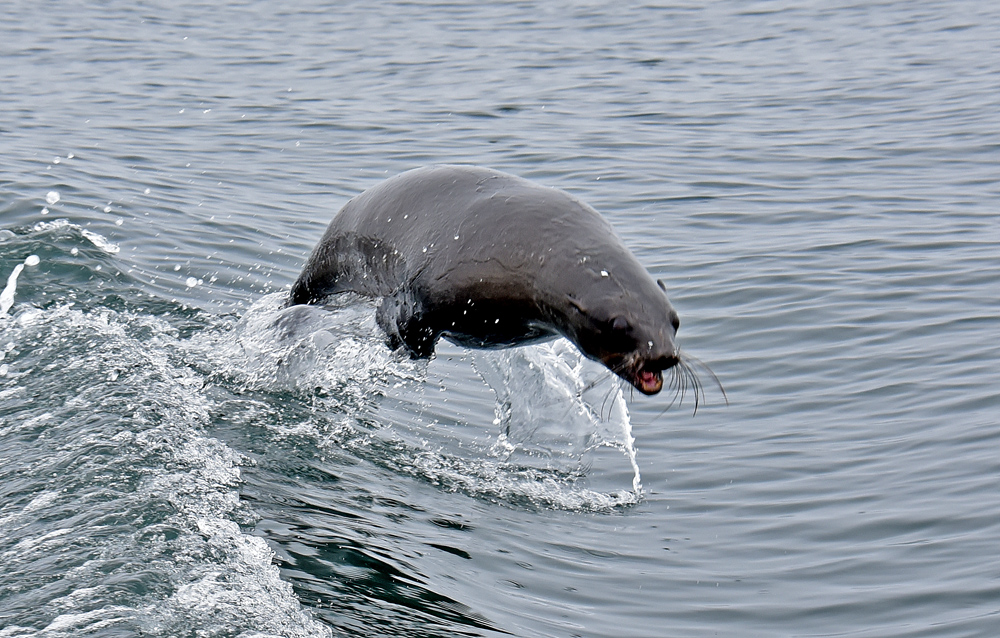 Robbe mit Delfinsprung